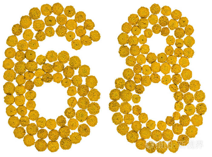 阿拉伯数字68六十八从黄色的花艾菊是