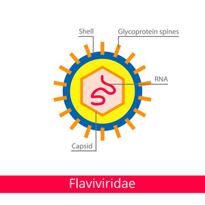 黄病科。 病毒的分类。 矢量生物学图标医学病毒图标。