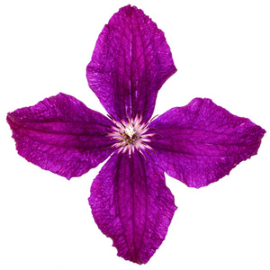 紫色铁线莲花, 白色背景