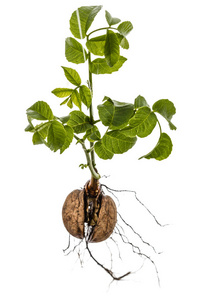 一个年轻的核桃芽, 在白色背景隔离照片