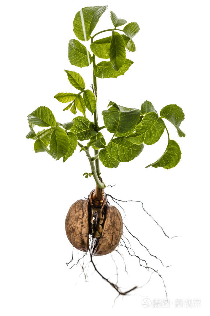 一个年轻的核桃芽, 在白色背景隔离