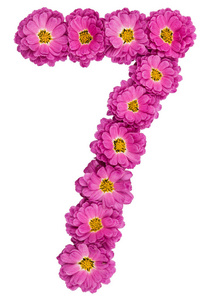 菊花从阿拉伯数字 7, 七, 从菊花的花, 孤立照片