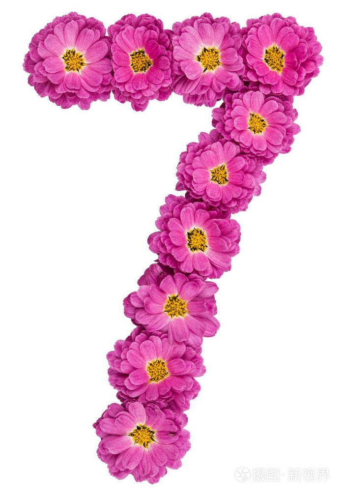 阿拉伯数字7七从菊花的花孤立