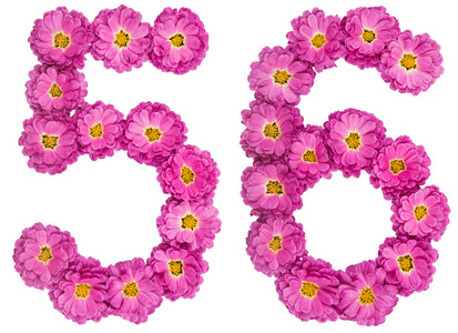 阿拉伯数字 56, 五十六, 菊花花, iso照片