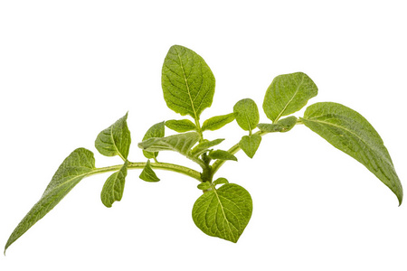 马铃薯的叶子图片