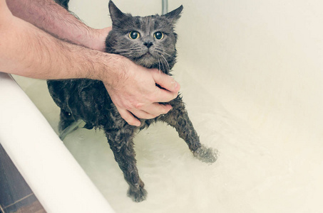 洗澡的猫图片
