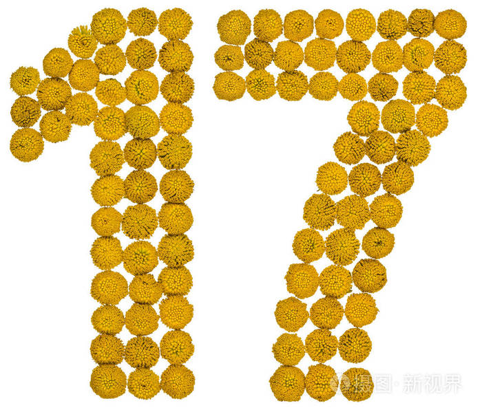 阿拉伯数字17十七从艾菊的黄花孤立