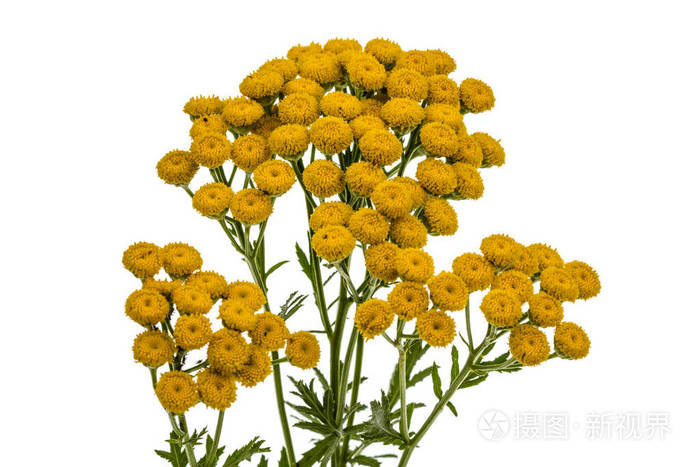 花的药用植物艾菊, lat. 菊大麦, 是