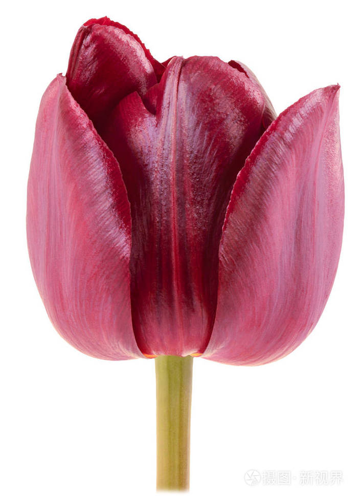 一朵细长的红郁金香