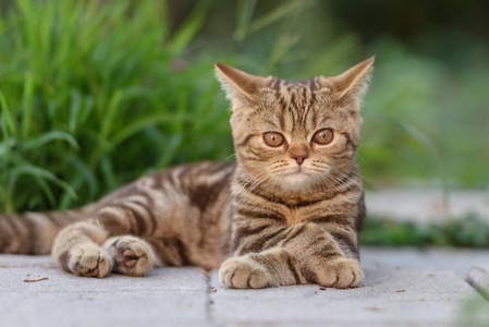 棕色苏格兰直猫