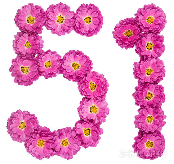阿拉伯数字51五十一菊花花iso