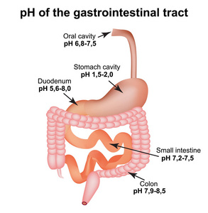 胃肠道的 ph 值。食道, 胃, 十二指肠, 小肠, 结肠。消化.信息.孤立背景下的矢量图示