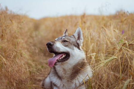 俄罗斯猎狗田里哈士奇或狼狗秋天时可爱的灰狗
