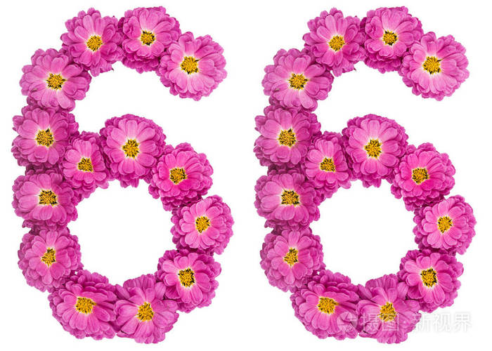 阿拉伯数字66六十六菊花花iso