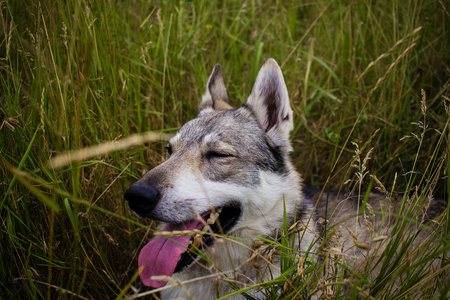俄罗斯猎狗田里哈士奇或狼狗秋天时可爱的灰狗