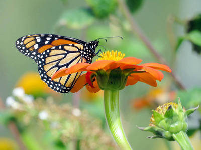 多伦多湖君主蝴蝶在墨西哥向日葵2016