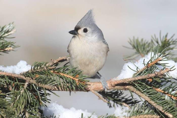 在雪中 titmouse