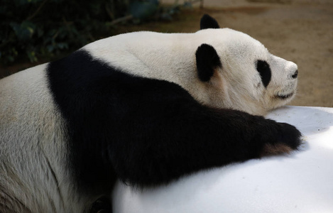 熊猫在吉隆坡动物园的石头上躺下