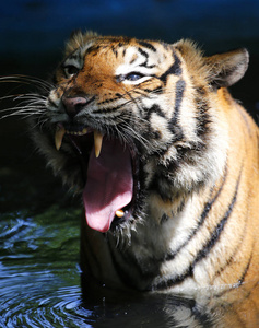 老虎的前景色在动物园张开嘴