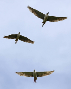 鸟在一个小组飞行在天空在祖伊