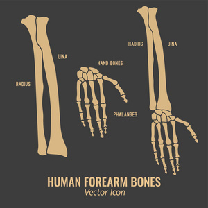 人类前臂骨骼图标