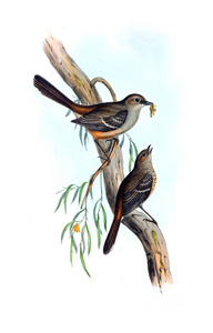 鸟的插图。澳大利亚的鸟，补充。1848