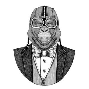 大猩猩, 猴子, 猿动物穿夹克与弓领带和车手头盔或 aviatior 头盔。优雅的摩托车手, 摩托骑手, 飞行员。图像为纹身, 