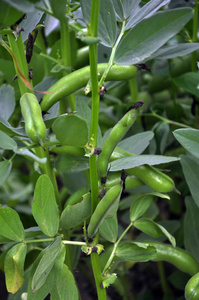 马豆植物和绿色豆荚