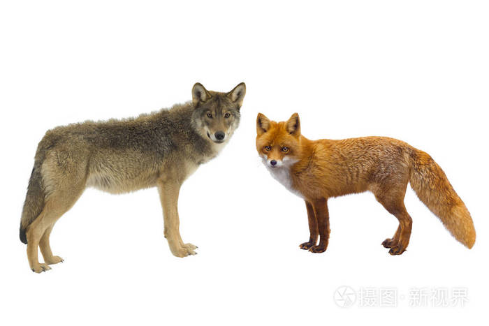 灰狼和狐狸