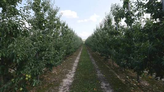 行人通道与地面的方式和苹果树开花