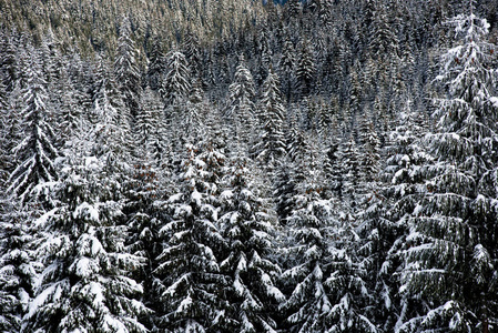冬季松树林背景