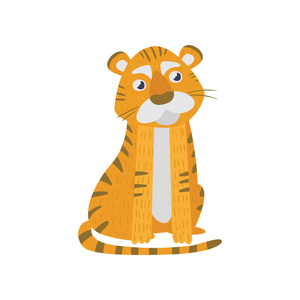 可爱的老虎坐在白色的孤立.黑色条纹的野生橙色动物.