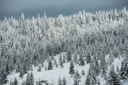 冬天山上树木的覆盖着雪