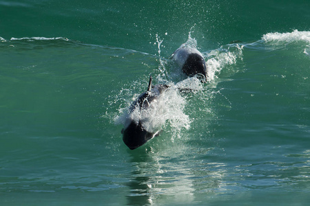 Commerson 的海豚在海洋中跳跃