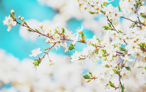 春天开花的树。 选择性聚焦。