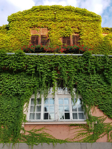 罗马尼亚奥拉迪亚一座墙上有常春藤的老房子的窗户