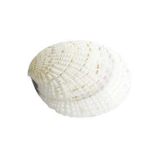 白色扇贝贝壳