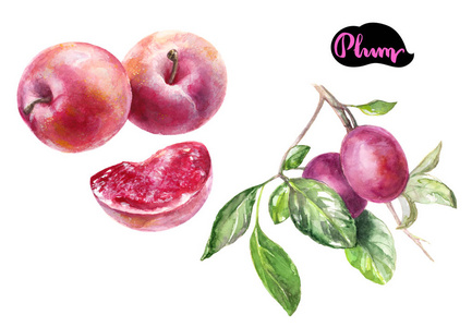 在白色的水彩李子图片