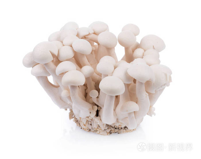 白色shimeji 蘑菇照片-正版商用图片10rws6-摄图新视界