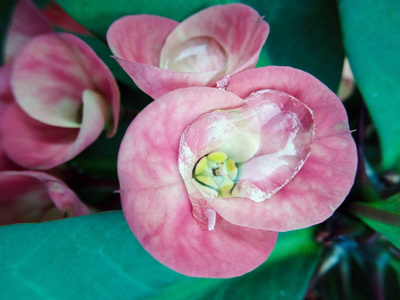 粉红色和绿色的特写花