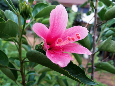 特写粉色芙蓉花.