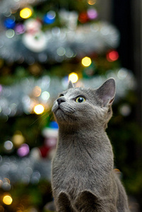 在一棵圣诞树的背景下, 一只纯种的俄罗斯蓝猫的肖像