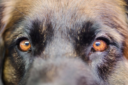 Leonberger 的眼睛特写