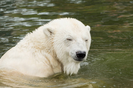 一只北极熊在水里游泳
