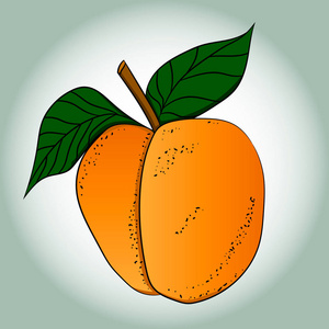 一个成熟的杏的图片。矢量插图。手绘