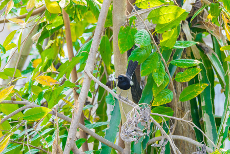 亚洲喜鹊亚洲喜鹊常见喜鹊喜鹊鸟栖息在大自然的树枝上