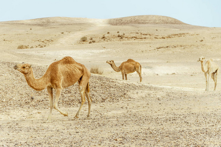 夫妇两个骆驼家庭一起走过沙漠图片