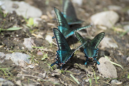 黑色燕尾蝶从地上喝水黑色贴敷对东部虎燕尾蝴蝶稀缺的燕尾蝶,iph