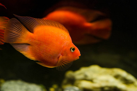 全黑的鹦鹉鱼图片