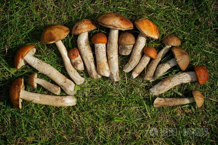 蘑菇采摘季节冬菇在明亮的绿色草地上以半圆形美丽地展开应用了